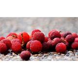 Fruta, 'myrica rubra'