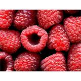 Fotomural  Fruta, moras