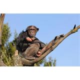 Chimpances en rama
