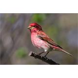 Carpodacus_purpureus_ 