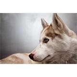 Husky siberiano