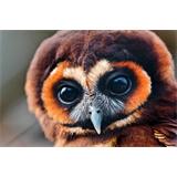 Búho mirón
