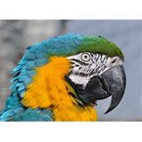 Lienzo Cuadro  Loro