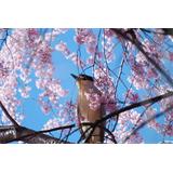 Ave en árbol floreado