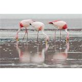 Lienzo Cuadro  Flamencos