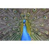Lienzo Cuadro  Pavo Real