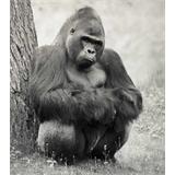 Gorila b/n