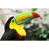 Tucán de pico rojo 2
