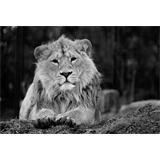 León  asiático posando b/n