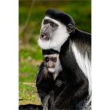 Colobo oriental blanco y negro