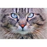 Gato de frente