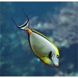 Naso Elegans Oceanopolis 