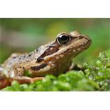 Rana en musgo