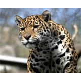 Jaguar mirando