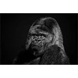 Gorila  posando b/n