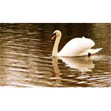 Lienzo Cuadro  Cisne nadando