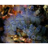 Bluebell tunicates