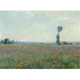 Poppy Field-