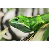 Iguana verde