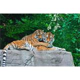 Tigres en roca