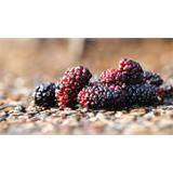 Fruta, moras