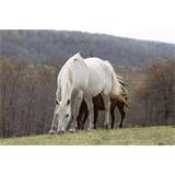 Caballo blanco en prado