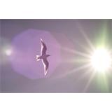 Gaviota hacia el sol