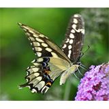 Mariposa desplegando alas