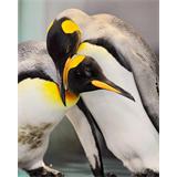 Pingüinos rascandose