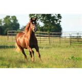 Caballo trotando en prado