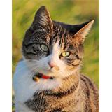 Gato con cascabel