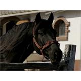 Caballo negro en redil