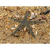 Estrella de mar