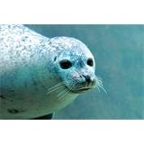 León marino nadando