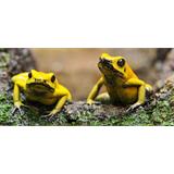 Ranitas amarillas