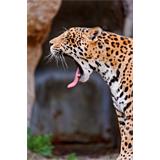 Jaguar  bostezando