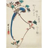 Urraca azul en la rama de arce