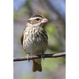 Pheucticus ludovicianus 