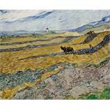 Campo cerrado con  labrador