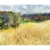 Campo de andosoils chilenos