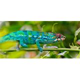 Camaleón azul