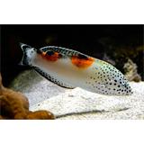 Labre-clown juvénil