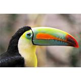 Tucán de pico rojo