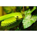 Serpiente verde