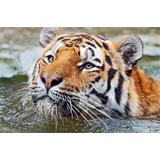 Tigre a nado
