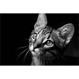 Gatito b/n