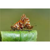 Mariposas sobre hoja