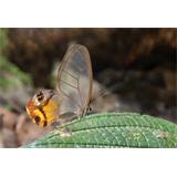 Mariposa transparente