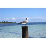 Lienzo Cuadro  Gaviota en poste
