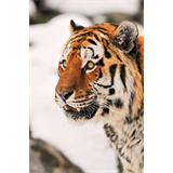 Cabeza de tigre en nieve